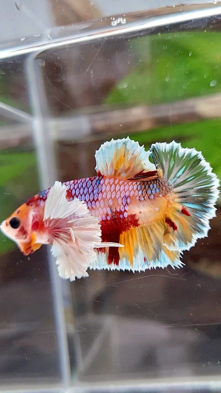 PLAKAT DUMBO EAR ORANGE CANDY KOI MULTICOLOR BETTA FISH