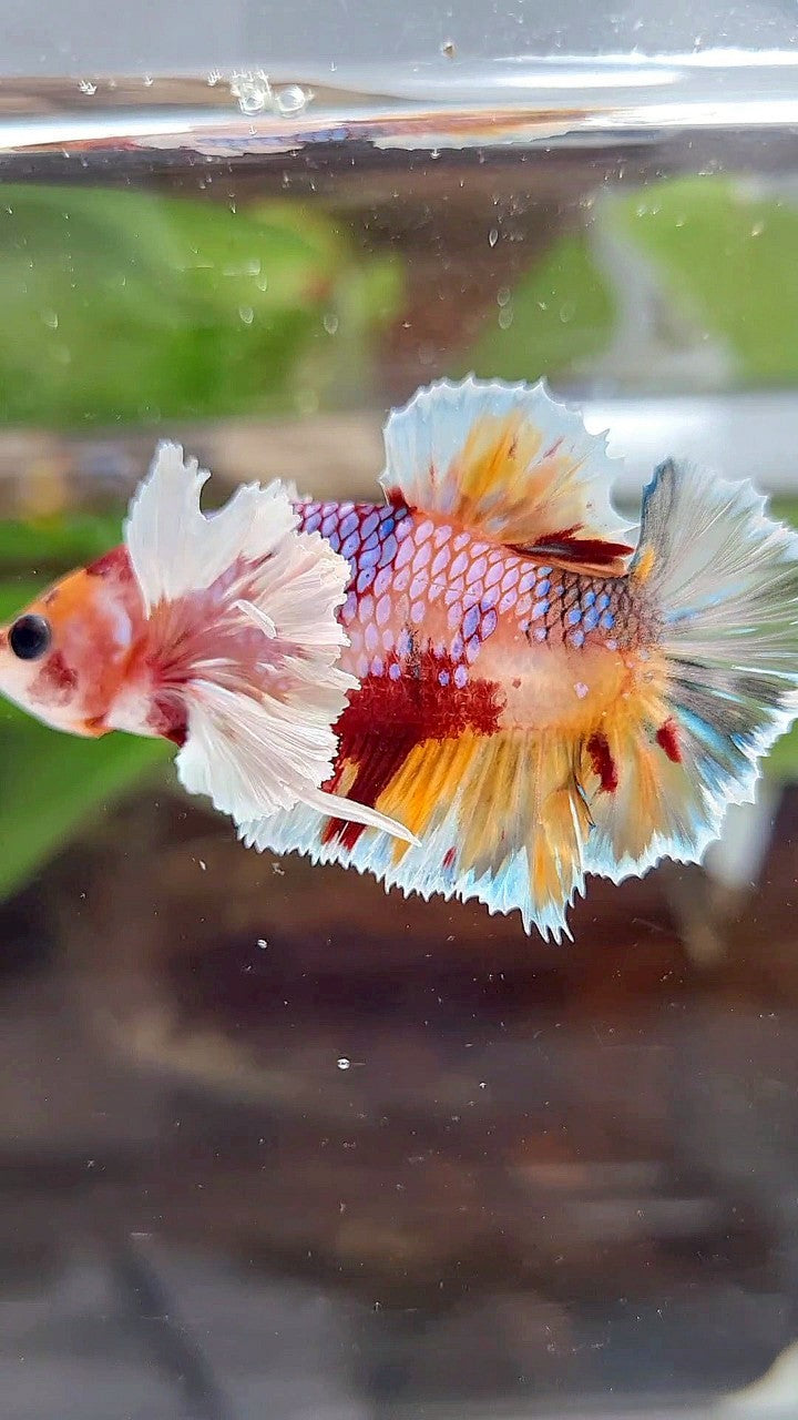 PLAKAT DUMBO EAR ORANGE CANDY KOI MULTICOLOR BETTA FISH