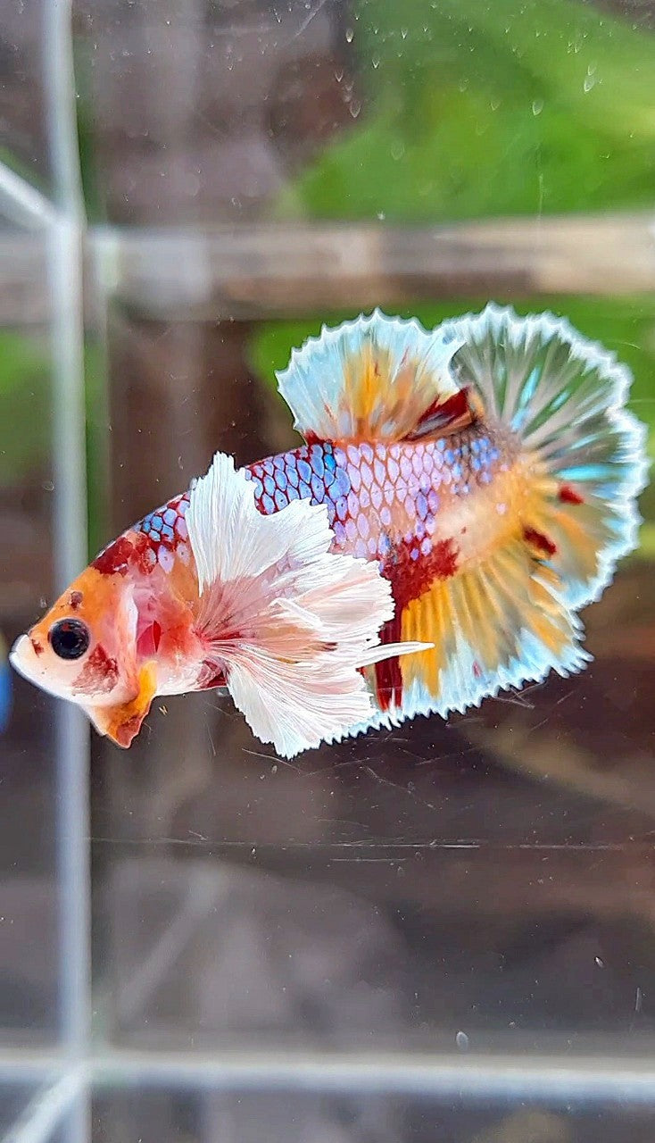 PLAKAT DUMBO EAR ORANGE CANDY KOI MULTICOLOR BETTA FISH