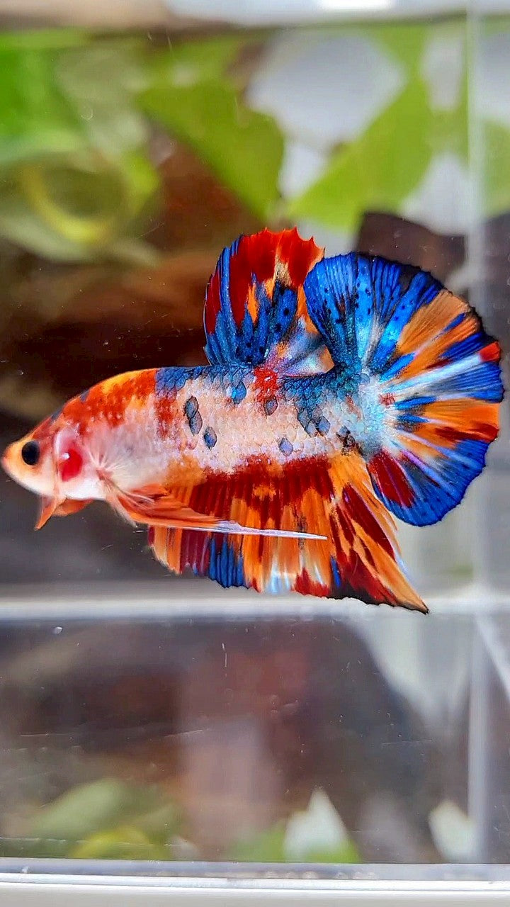 PLAKAT SUPER METTALIC MULTICOLOR BETTA FISH