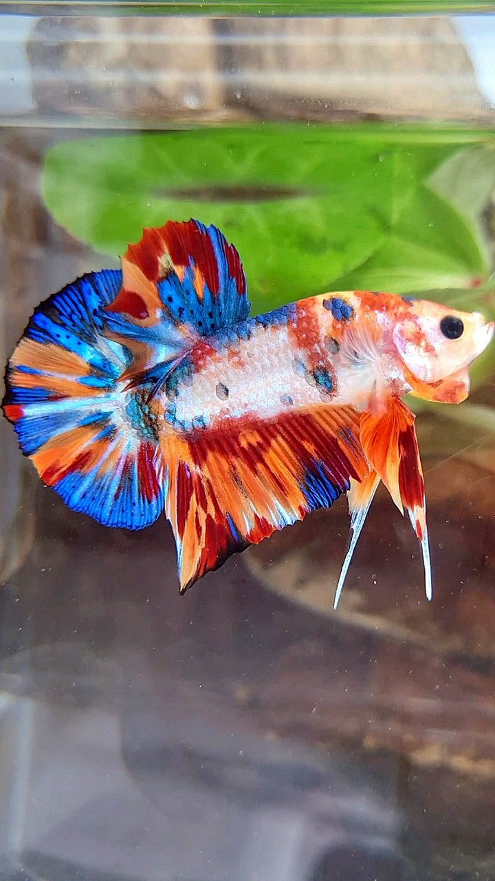 PLAKAT SUPER METTALIC MULTICOLOR BETTA FISH