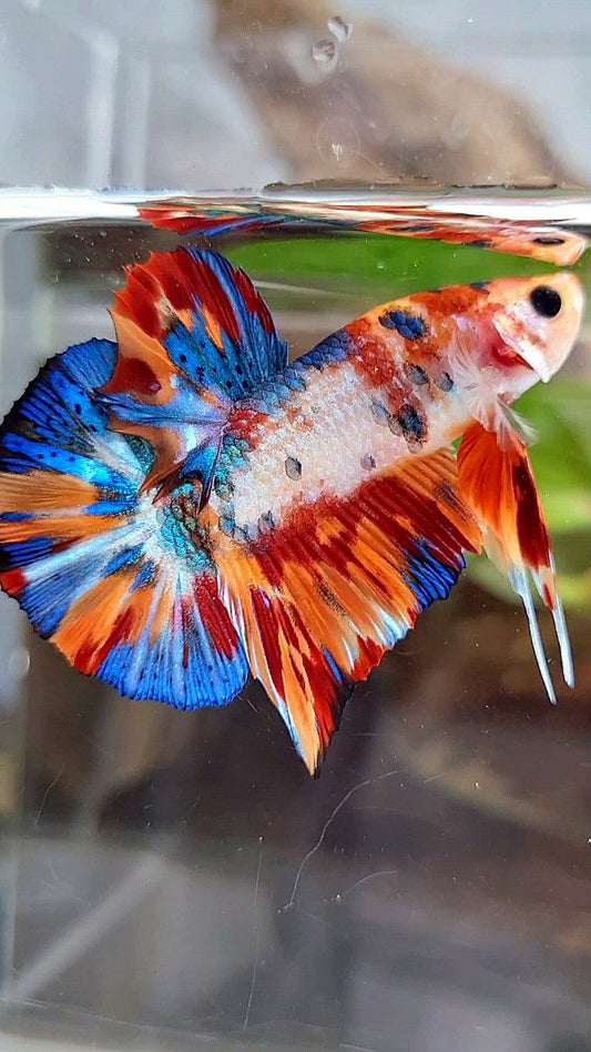 PLAKAT SUPER METTALIC MULTICOLOR BETTA FISH