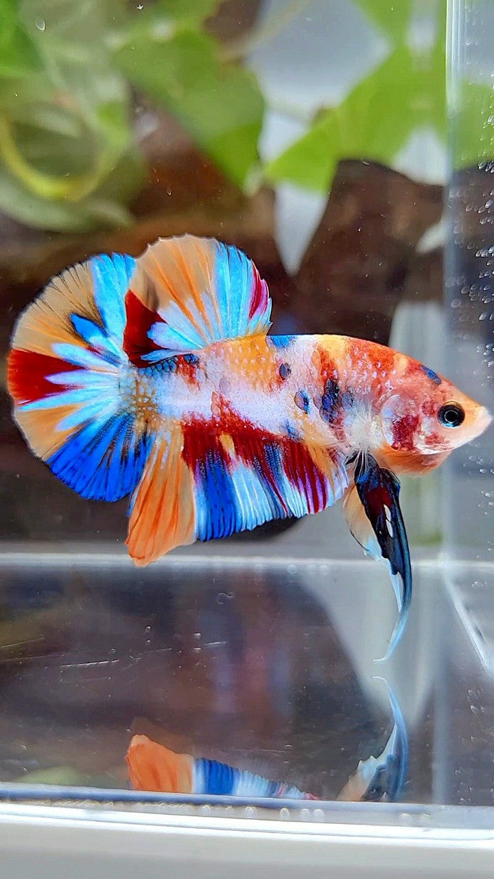 PLAKAT SUPER METTALIC MULTICOLOR BETTA FISH