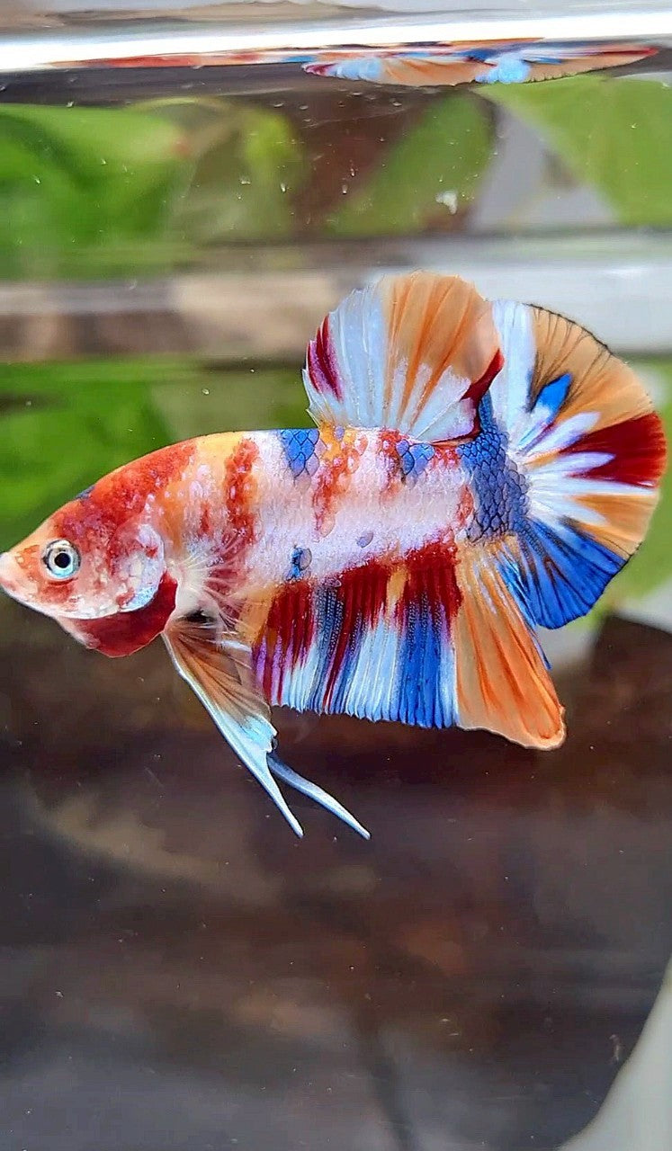 PLAKAT SUPER METTALIC MULTICOLOR BETTA FISH