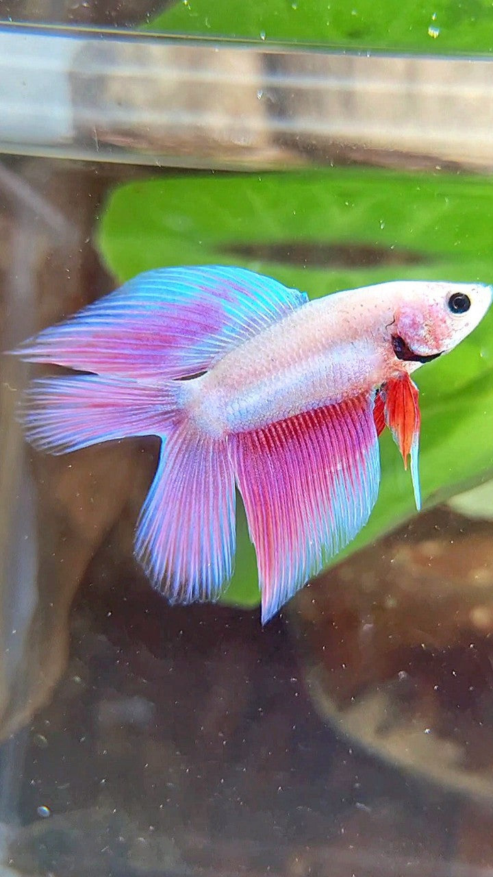 VEILTAIL DOUBLE TAIL PINK UNICORN BETTA FISH