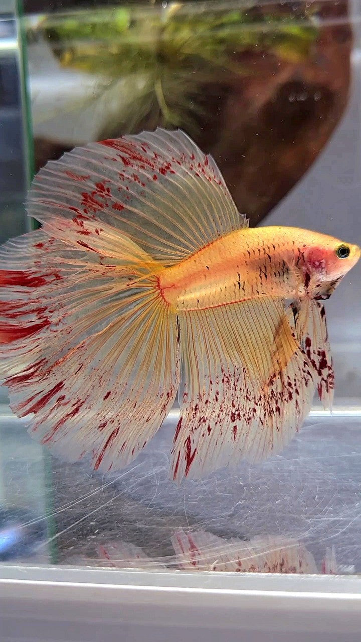 XL HALFMOON ROSETAIL SUPER VANDA YELLOW BETTA FISH