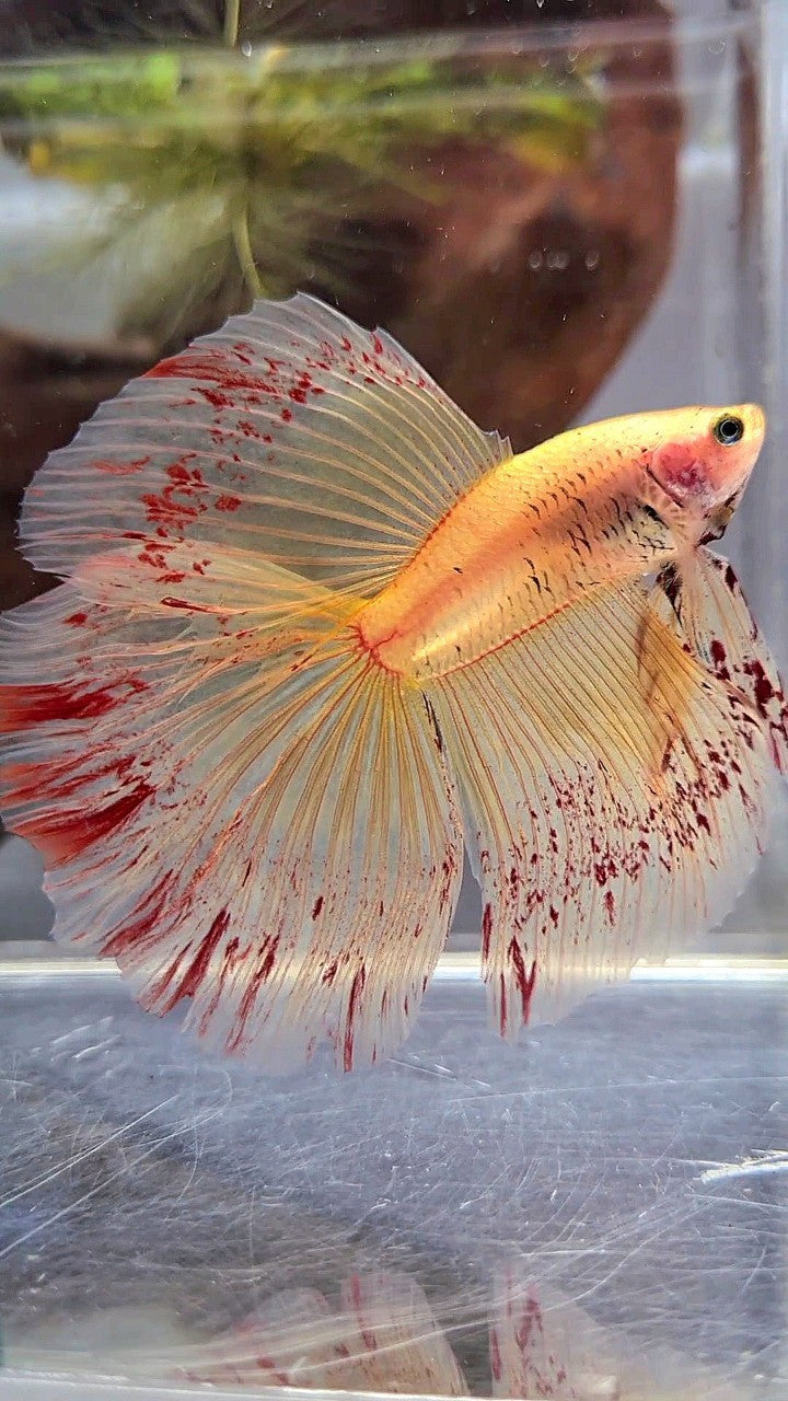 XL HALFMOON ROSETAIL SUPER VANDA YELLOW BETTA FISH
