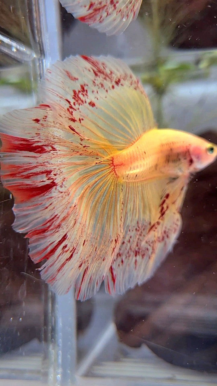 XL HALFMOON ROSETAIL SUPER VANDA YELLOW BETTA FISH