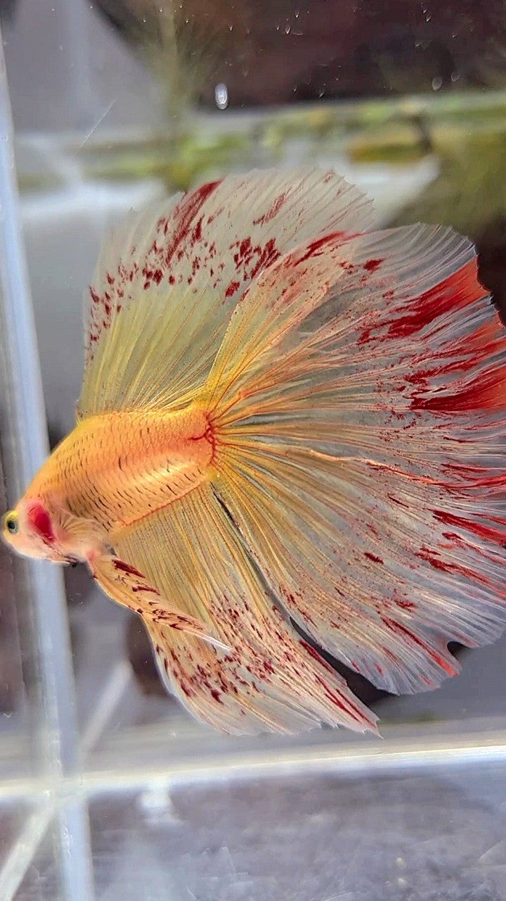 XL HALFMOON ROSETAIL SUPER VANDA YELLOW BETTA FISH