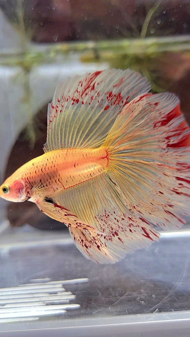 XL HALFMOON ROSETAIL SUPER VANDA YELLOW BETTA FISH