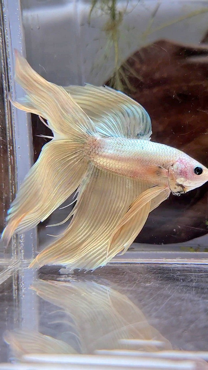 XL VEILTAIL DOUBLE TAIL SOFT GOLD COPPER MASCOT BETTA FISH