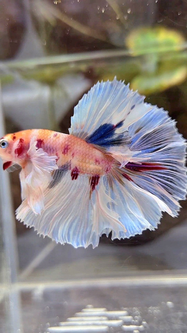 HALFMOON DUMBO EAR ROSETAIL KOI MULTICOLOR BETTA FISH