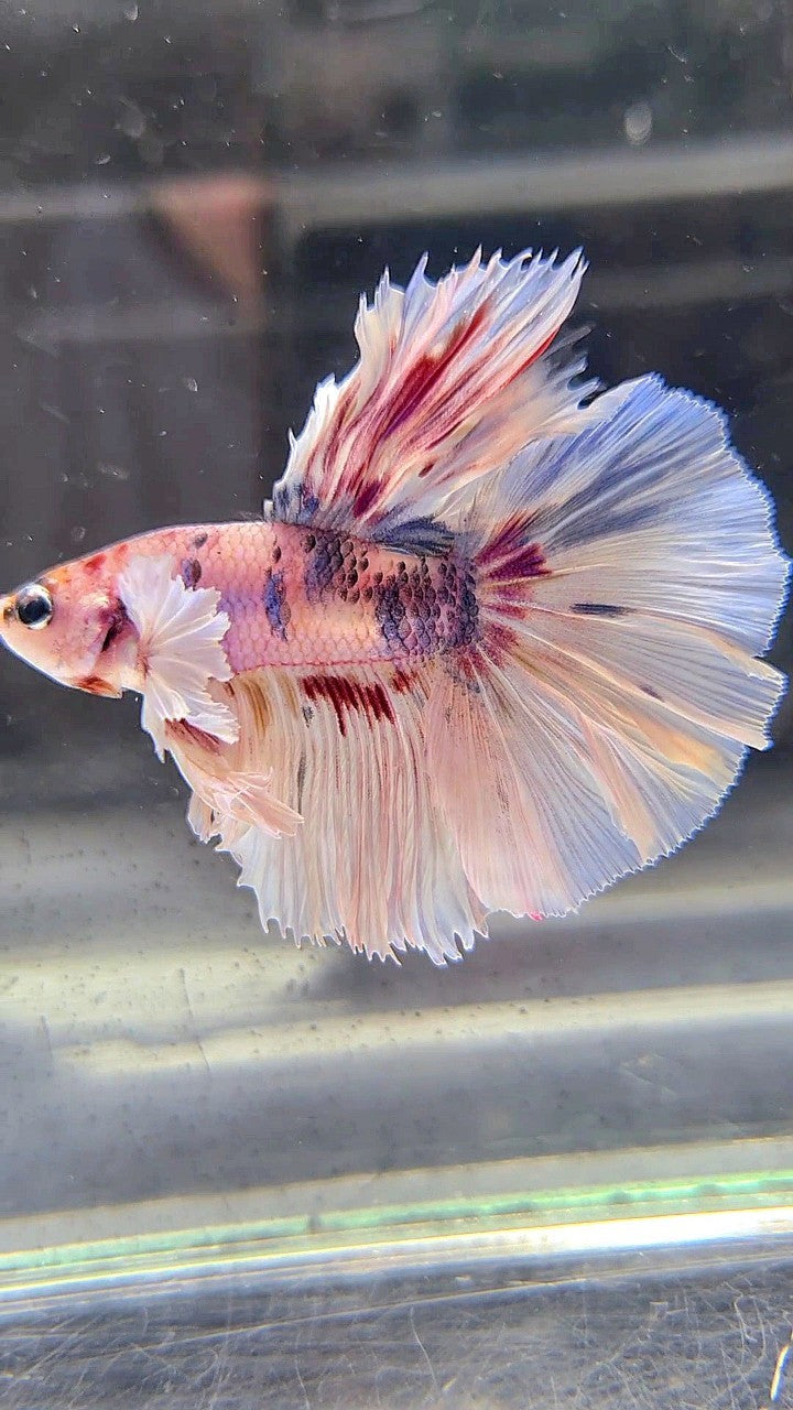 KING ROSETAIL HALFMOON DUMBO EAR WHITE MULTICOLOR BETTA FISH