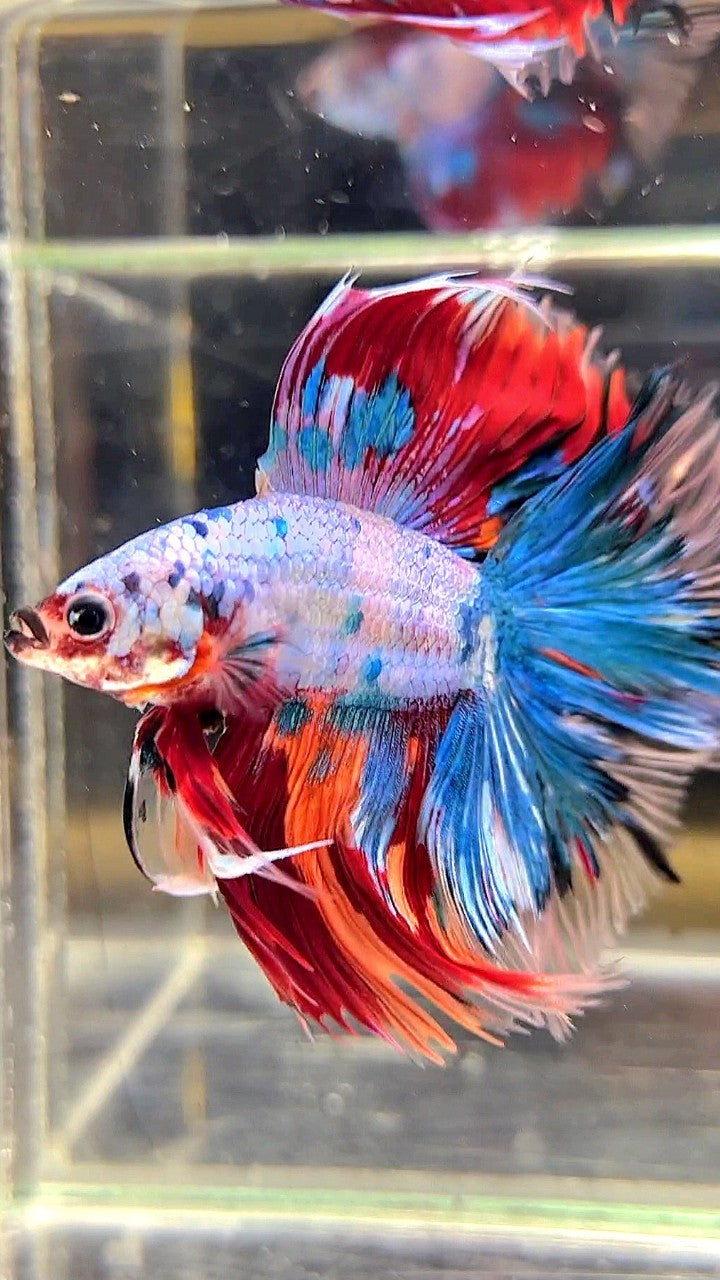 XL HALFMOON DOUBLE TAIL OVERTAIL BLUE RED FANCY MULTICOLOR BETTA FISH