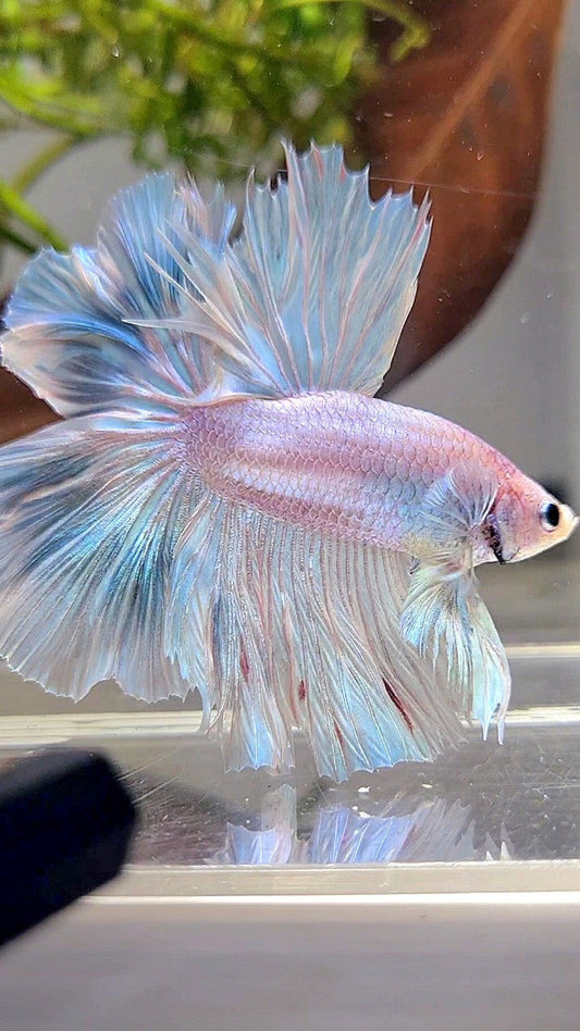 XL HALFMOON OVER ROSETAIL BLUE LIGHT GRIZZLE BETTA FISH