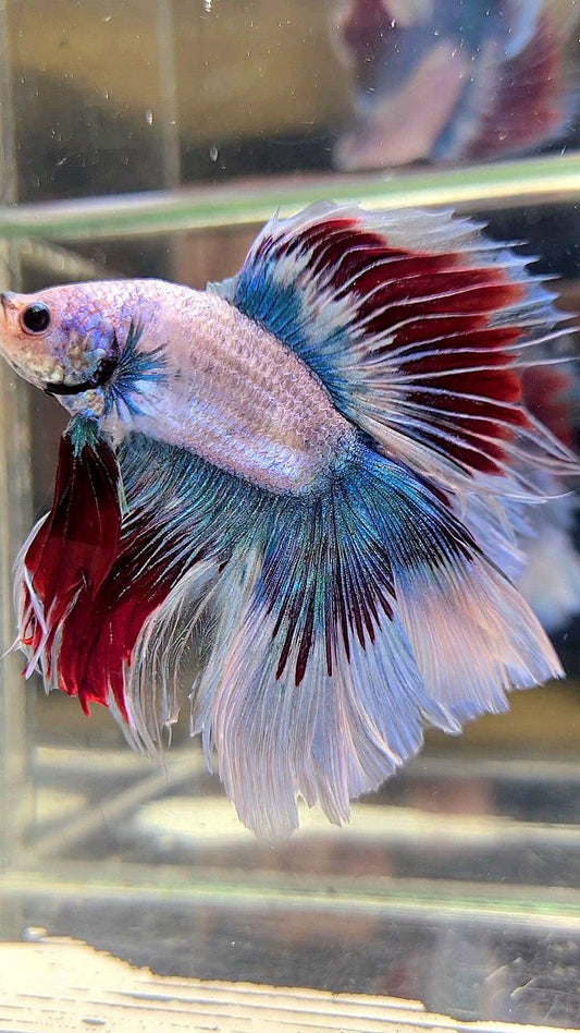 XXL HALFMOON DOUBLE TAIL WAROCHAI BETTA FISH