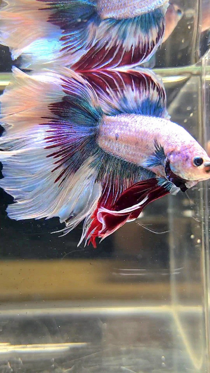 XXL HALFMOON DOUBLE TAIL WAROCHAI BETTA FISH