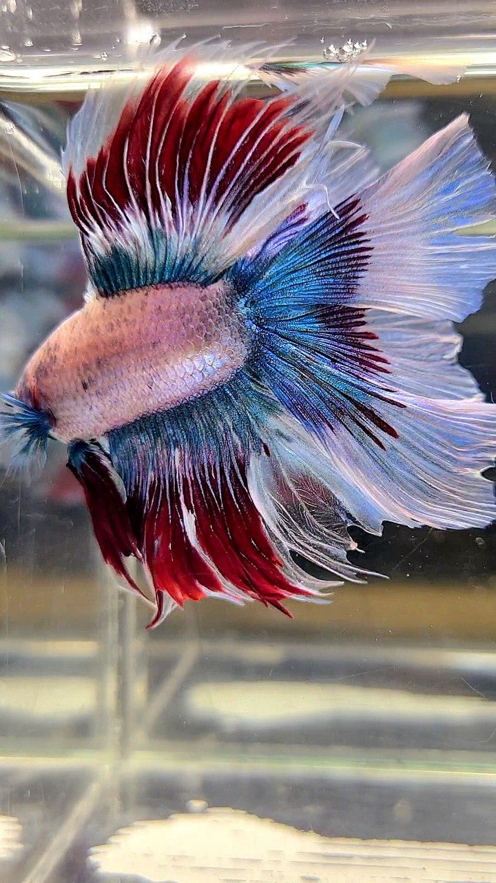 XXL HALFMOON DOUBLE TAIL WAROCHAI BETTA FISH