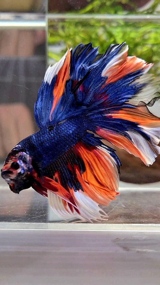 HALFMOON ROSETAIL DARK BLUE NEMO MULTICOLOR BETTA FISH