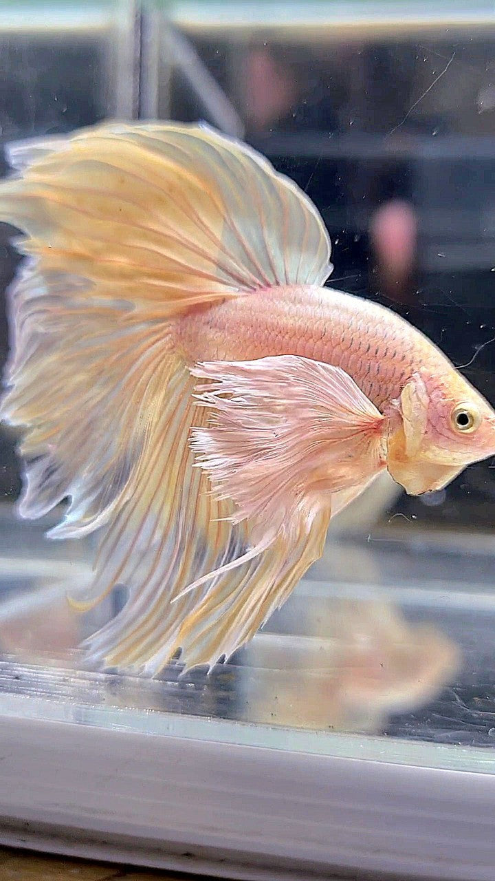 XL HALFMOON SUPER DUMBO EAR ROSETAIL YELLOW BETTA FISH