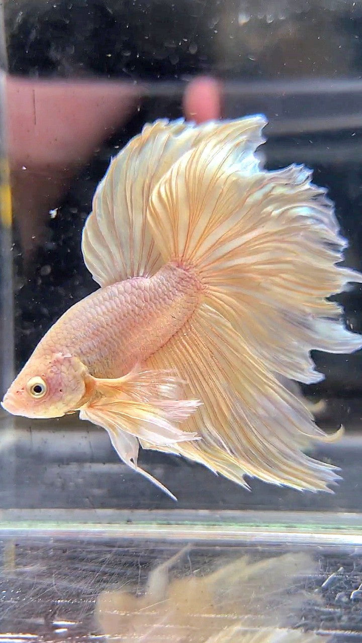 XL HALFMOON SUPER DUMBO EAR ROSETAIL YELLOW BETTA FISH