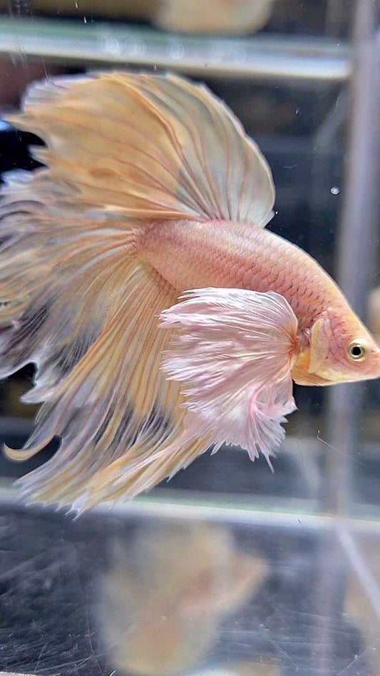 XL HALFMOON SUPER DUMBO EAR ROSETAIL YELLOW BETTA FISH