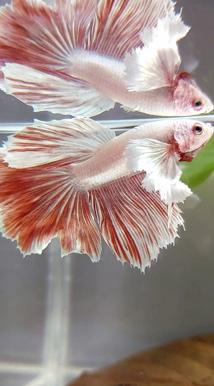 HALFMOON DUMBO EAR RED LAVENDER BETTA FISH