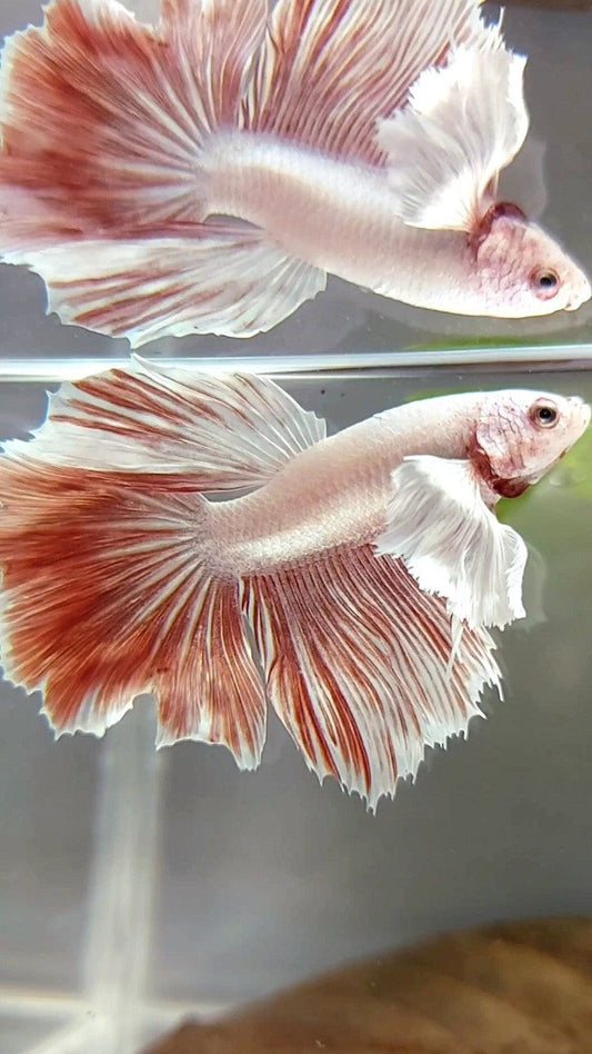 HALFMOON DUMBO EAR RED LAVENDER BETTA FISH
