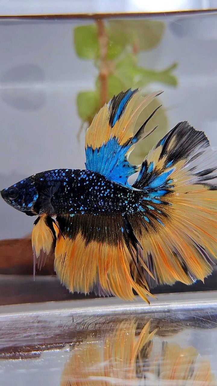 LUXURY HALFMOON ROSETAIL BLACK BLUE STARDUST GLITTER YELLOW BUTERFLY GALAXY BETTA FISH