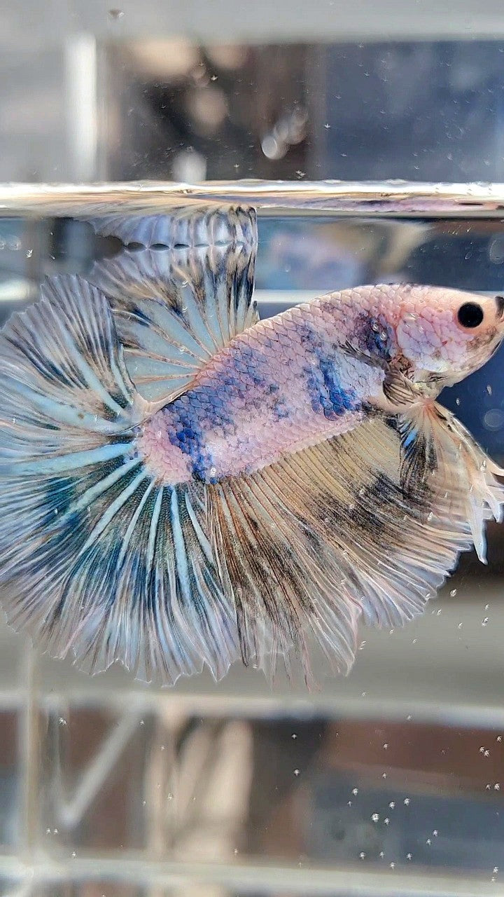 XL HALFMOON ROSETAIL BLUE MARBLE PATTERN BETTA FISH