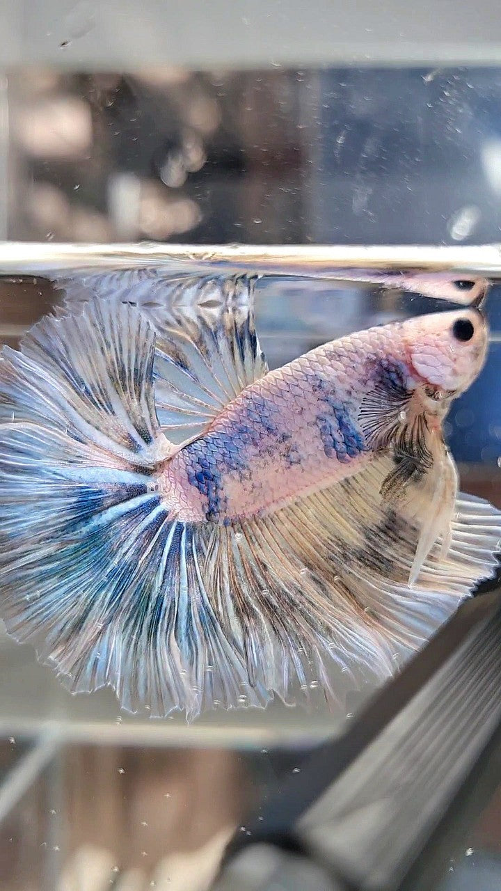 XL HALFMOON ROSETAIL BLUE MARBLE PATTERN BETTA FISH