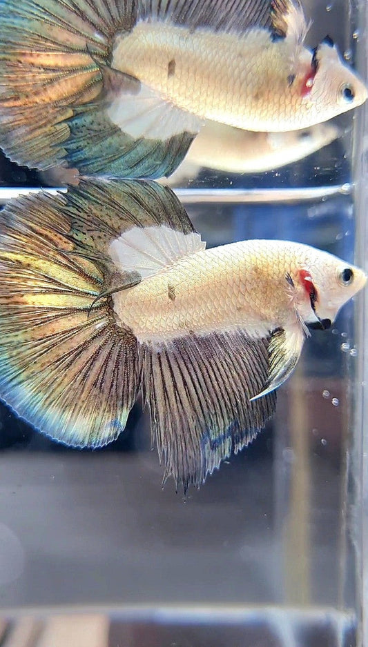 HALFMOON COPPER RIM BICOLOR BETTA FISH