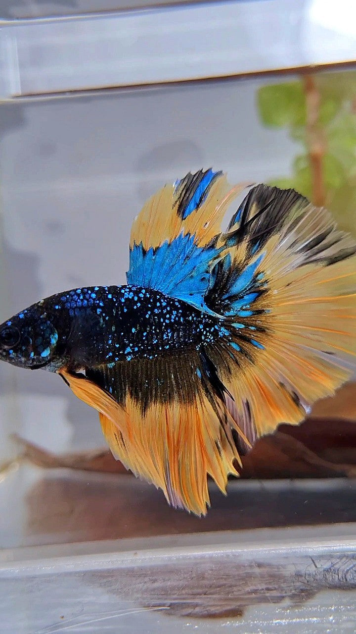LUXURY HALFMOON ROSETAIL BLACK BLUE STARDUST GLITTER YELLOW BUTERFLY GALAXY BETTA FISH