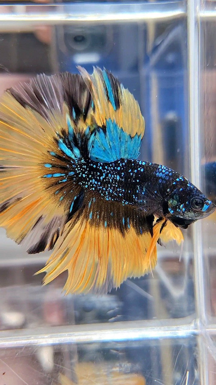 LUXURY HALFMOON ROSETAIL BLACK BLUE STARDUST GLITTER YELLOW BUTERFLY GALAXY BETTA FISH