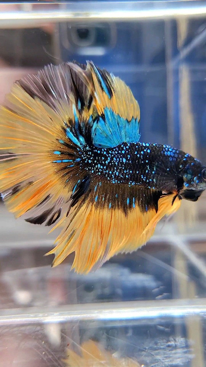 LUXURY HALFMOON ROSETAIL BLACK BLUE STARDUST GLITTER YELLOW BUTERFLY GALAXY BETTA FISH
