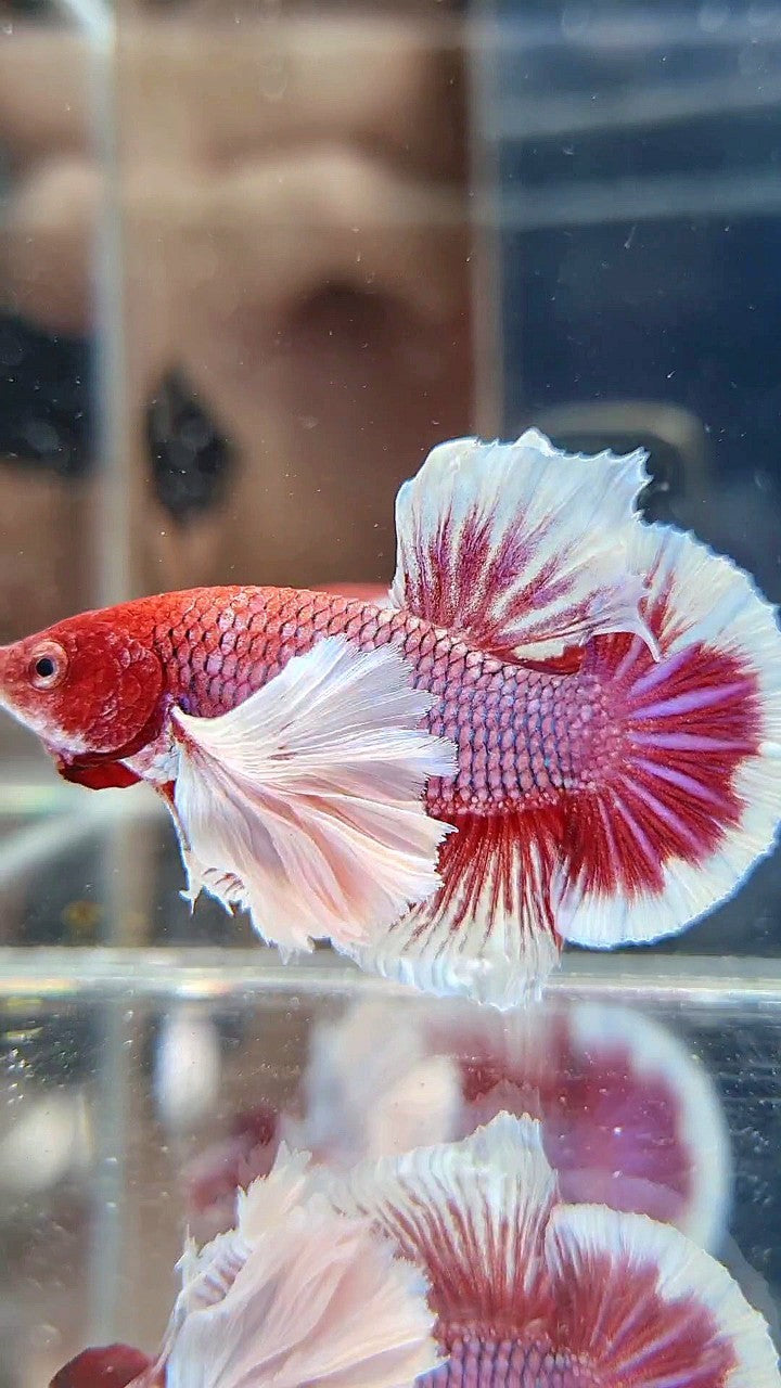 PLAKAT SUPER DUMBO EAR RED HEAD PURPLE BETTA FISH