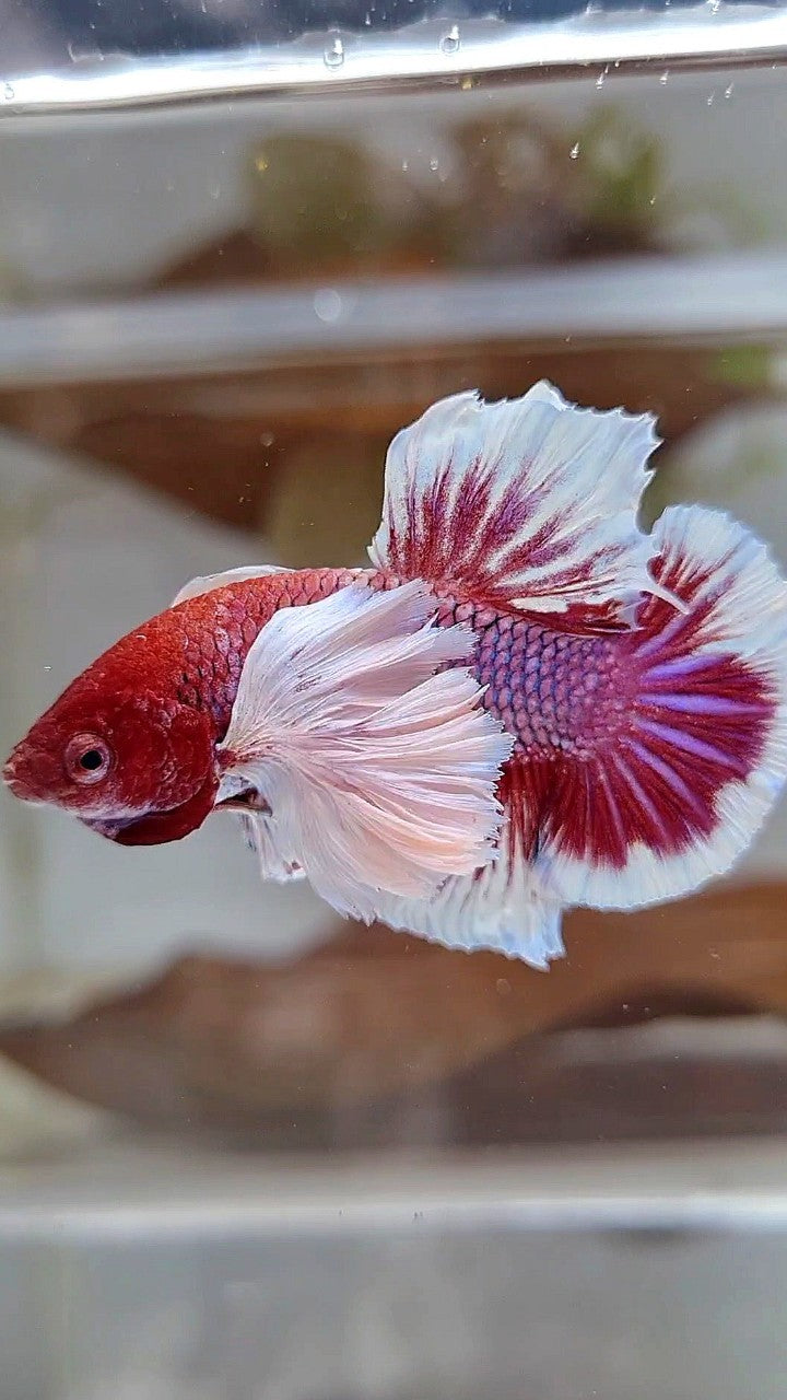 PLAKAT SUPER DUMBO EAR RED HEAD PURPLE BETTA FISH
