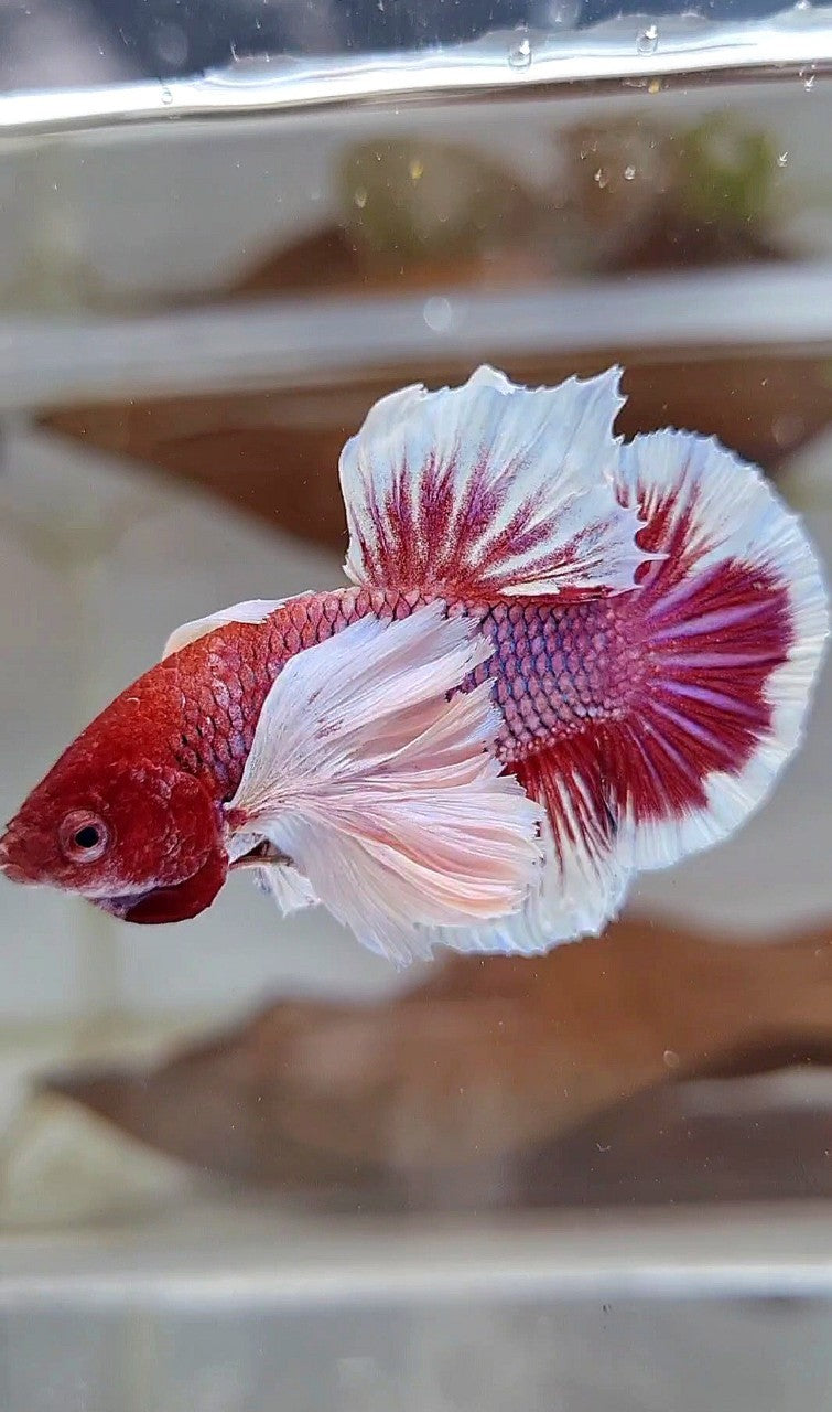 PLAKAT SUPER DUMBO EAR RED HEAD PURPLE BETTA FISH