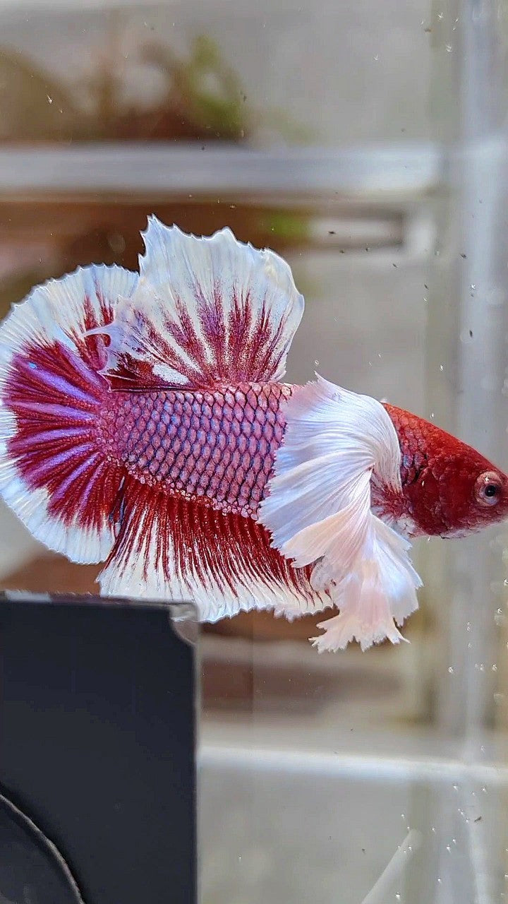 PLAKAT SUPER DUMBO EAR RED HEAD PURPLE BETTA FISH