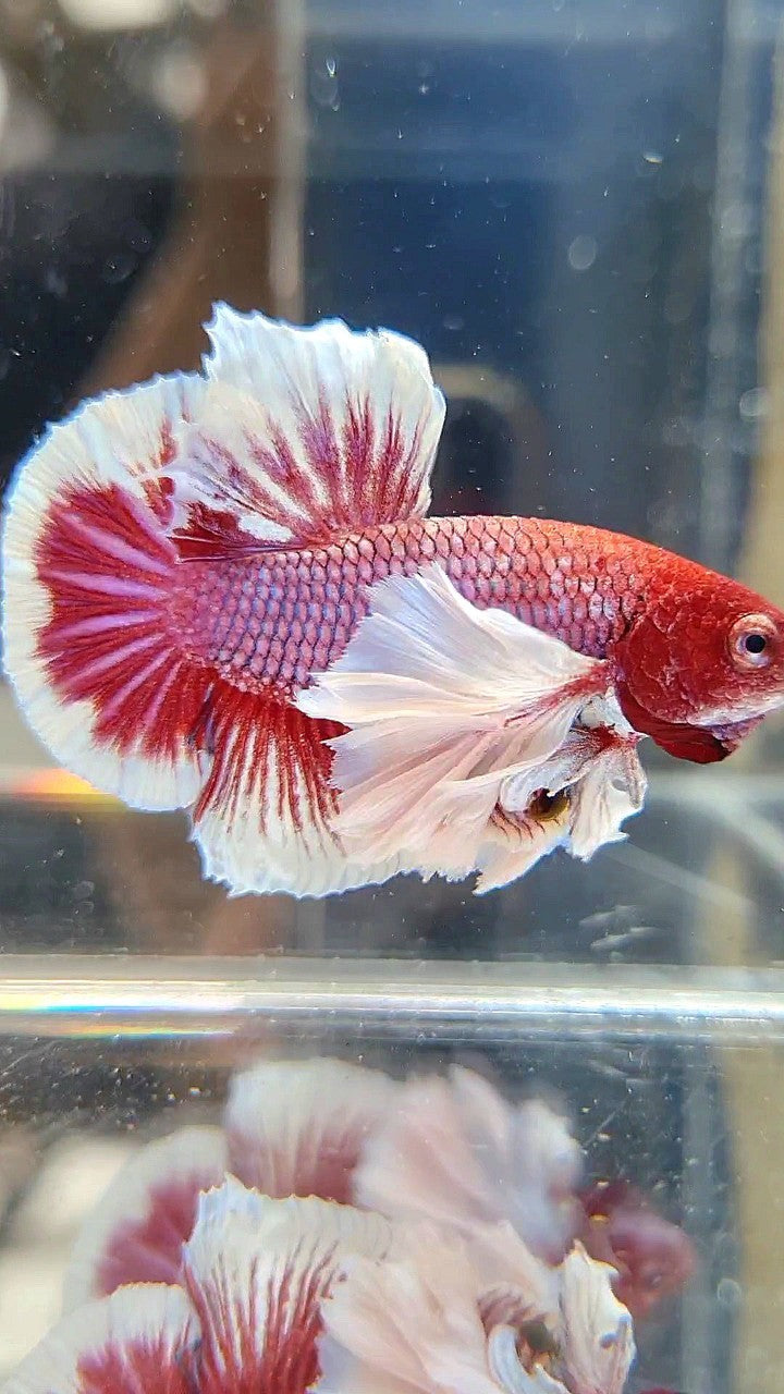 PLAKAT SUPER DUMBO EAR RED HEAD PURPLE BETTA FISH