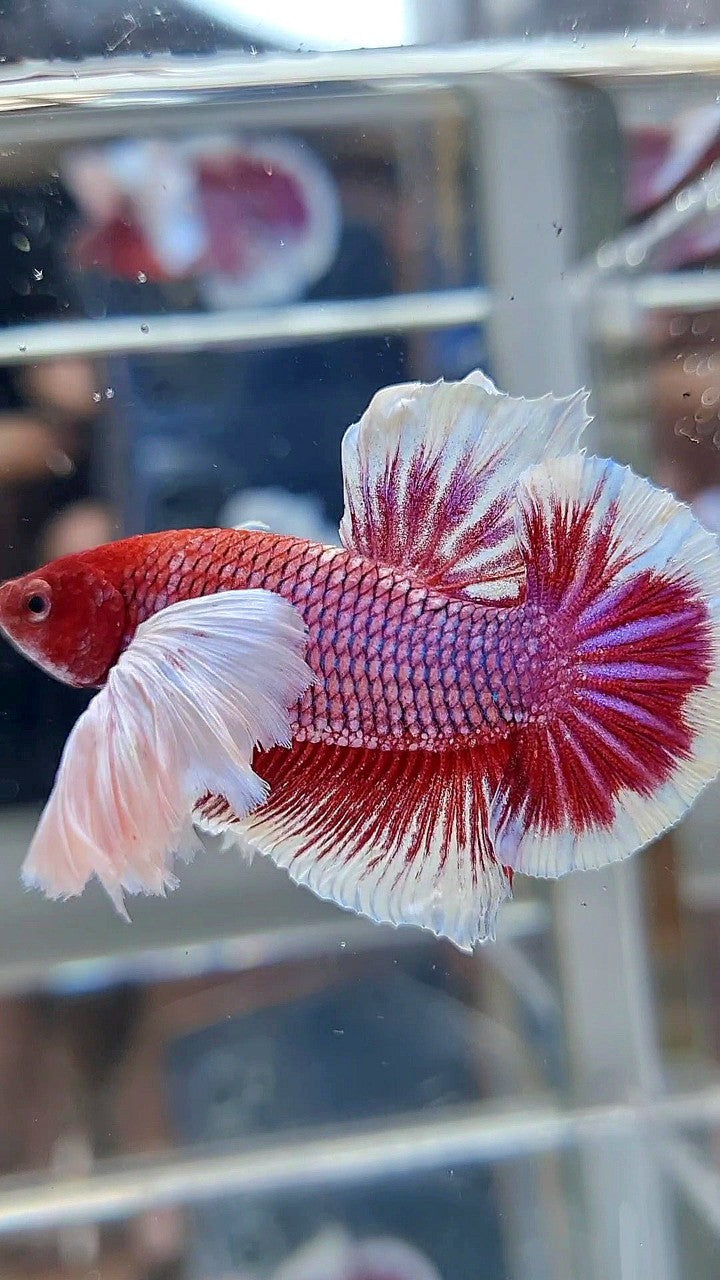 PLAKAT SUPER DUMBO EAR RED HEAD PURPLE BETTA FISH