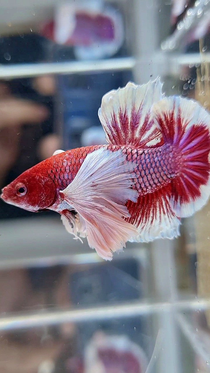 PLAKAT SUPER DUMBO EAR RED HEAD PURPLE BETTA FISH