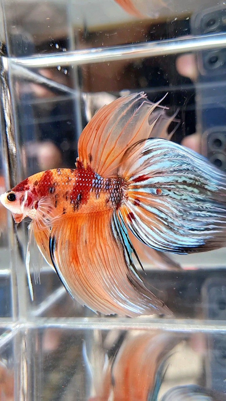 XXL VEILTAIL ORANGE KOI MULTICOLOR BETTA FISH
