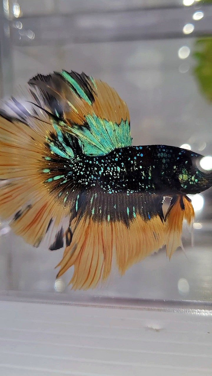 LUXURY HALFMOON ROSETAIL BLACK BLUE STARDUST GLITTER YELLOW BUTERFLY GALAXY BETTA FISH