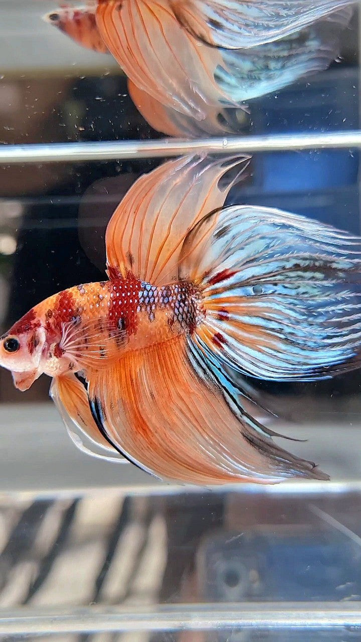 XXL VEILTAIL ORANGE KOI MULTICOLOR BETTA FISH