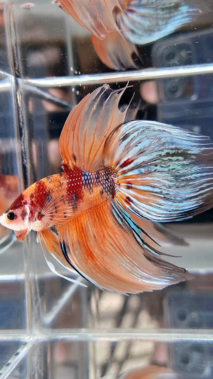 XXL VEILTAIL ORANGE KOI MULTICOLOR BETTA FISH