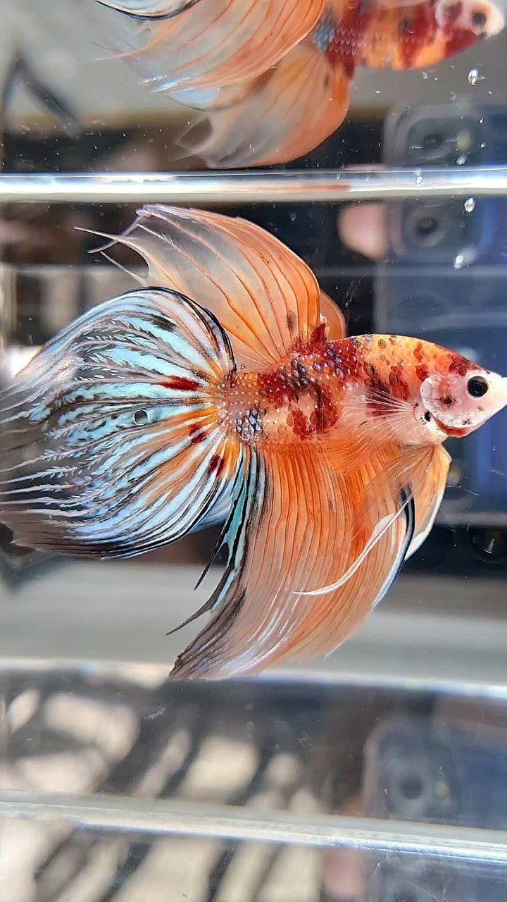 XXL VEILTAIL ORANGE KOI MULTICOLOR BETTA FISH