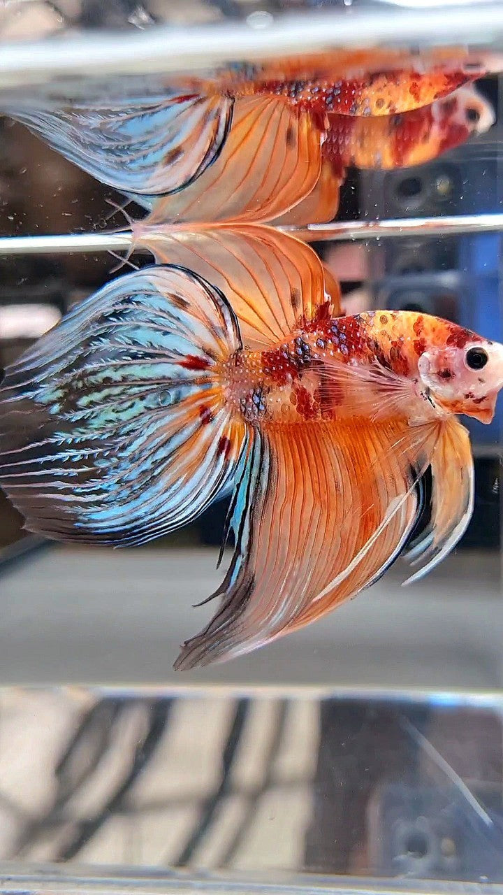 XXL VEILTAIL ORANGE KOI MULTICOLOR BETTA FISH