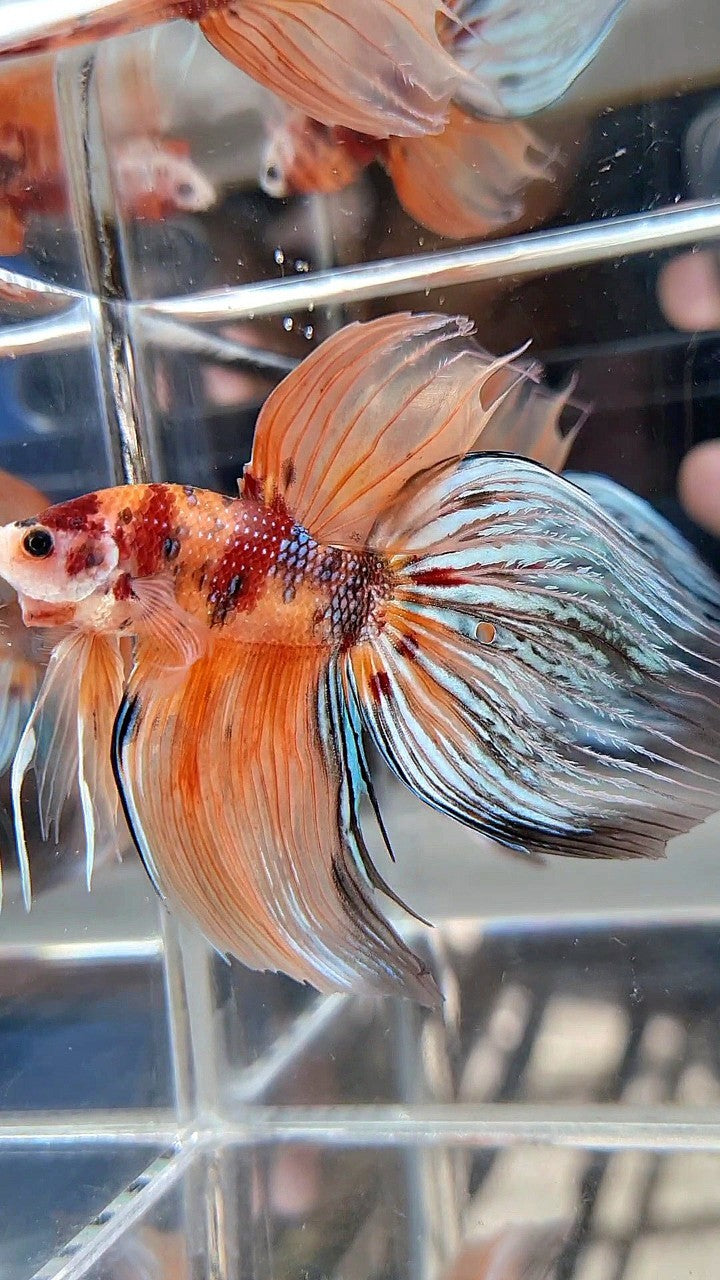 XXL VEILTAIL ORANGE KOI MULTICOLOR BETTA FISH