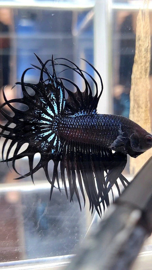 LUXURY XL KING CROWNTAIL BLACK ORCHID BETTA FISH